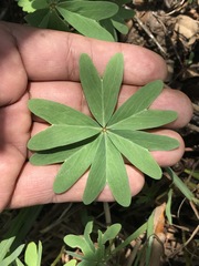 Oxalis decaphylla