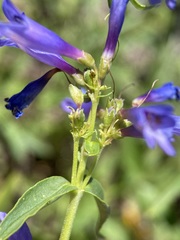 Penstemon watsonii
