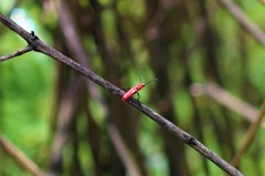 Assycuera rubella