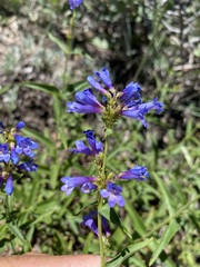 Penstemon watsonii