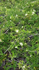 Osteomeles anthyllidifolia