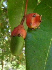 Lauraceae