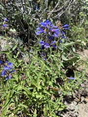Penstemon watsonii