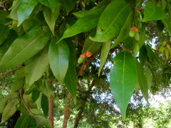 Lauraceae