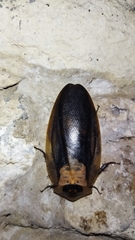 Blaberus craniifer