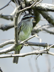Empidonomus varius