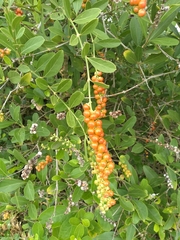 Citharexylum ellipticum
