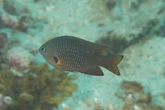 Pomacentrus philippinus