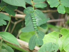 Polyura hebe plautus