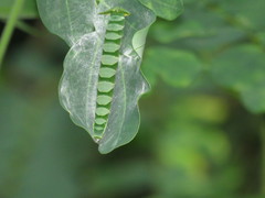 Polyura hebe plautus