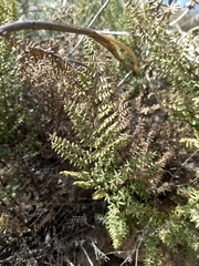 Pellaea mucronata mucronata