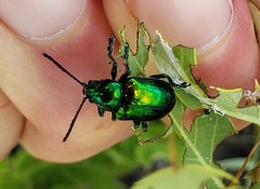 Chrysochus auratus