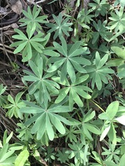 Oxalis decaphylla
