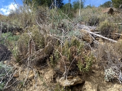 Pellaea mucronata mucronata