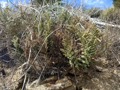 Pellaea mucronata mucronata