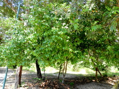 Lauraceae