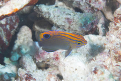 Pomacentrus bankanensis