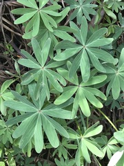 Oxalis decaphylla