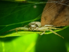 Xysticus fervidus