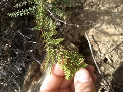 Pellaea mucronata mucronata