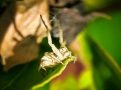 Xysticus fervidus