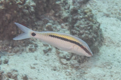 Parupeneus barberinus