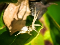 Xysticus fervidus