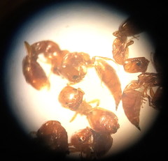 Cephalonomia