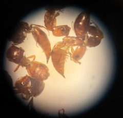 Cephalonomia
