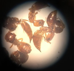 Cephalonomia
