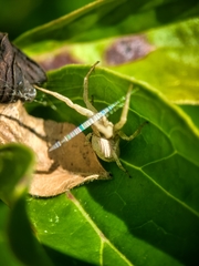 Xysticus fervidus