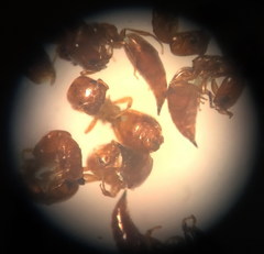Cephalonomia