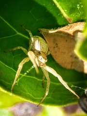 Xysticus fervidus