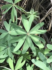 Oxalis decaphylla