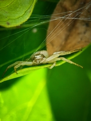 Xysticus fervidus
