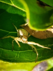 Xysticus fervidus
