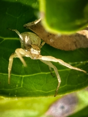 Xysticus fervidus
