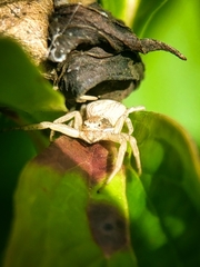 Xysticus fervidus