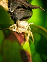 Xysticus fervidus