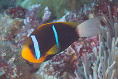 Amphiprion chrysopterus