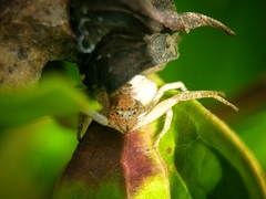 Xysticus fervidus
