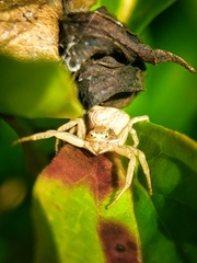 Xysticus fervidus