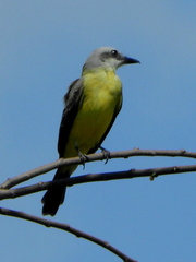 Tyrannus albogularis