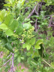 Zanthoxylum capense