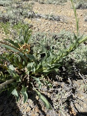 Stanleya viridiflora