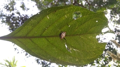 Gasteracantha sanguinolenta