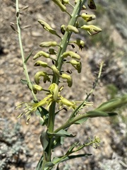 Stanleya viridiflora