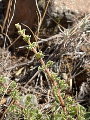 Ceanothus roderickii