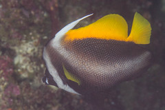 Heniochus singularius