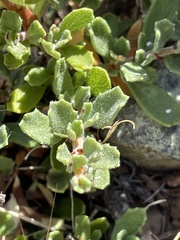 Ceanothus roderickii